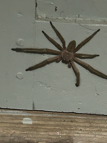 Social Huntsman Spider
