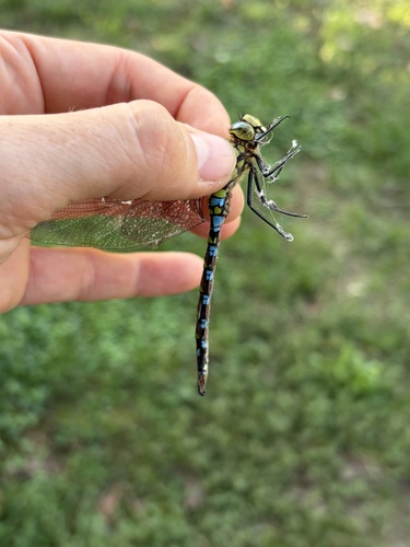 Southern Hawker