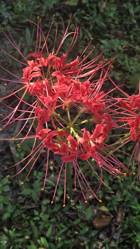 red spider lily