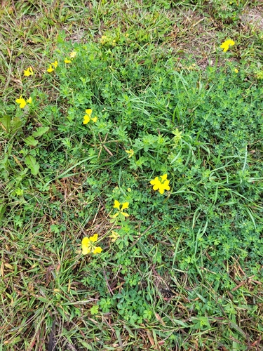 bird's-foot trefoil