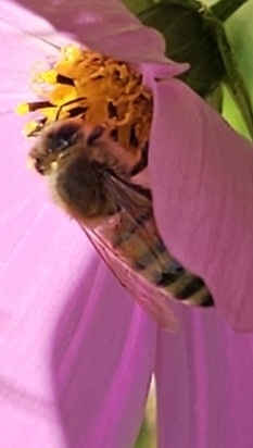 Western Honey Bee