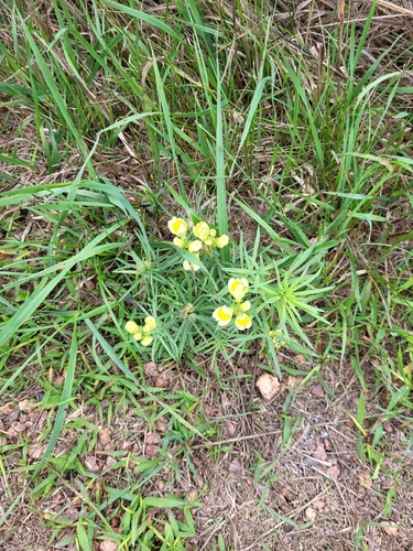 common toadflax