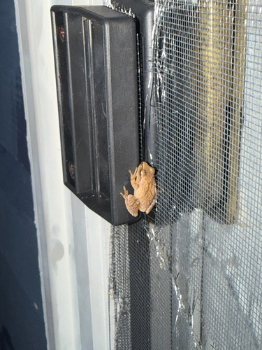 Spring Peeper
