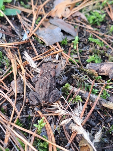 European Toad