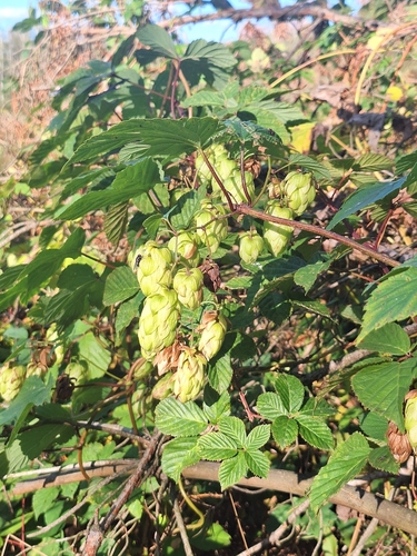 common hops