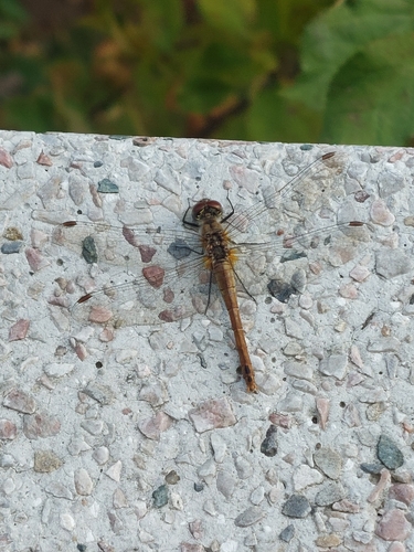 Ruddy Darter