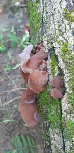 Jelly Ear