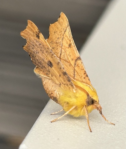 Canary-shouldered Thorn