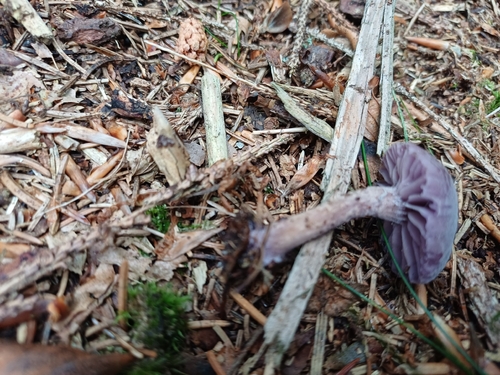 Amethyst Deceiver
