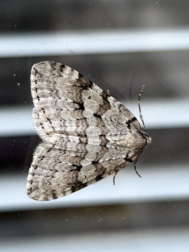 Autumnal Moth