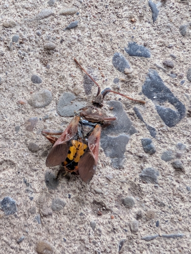 Western Conifer Seed Bug