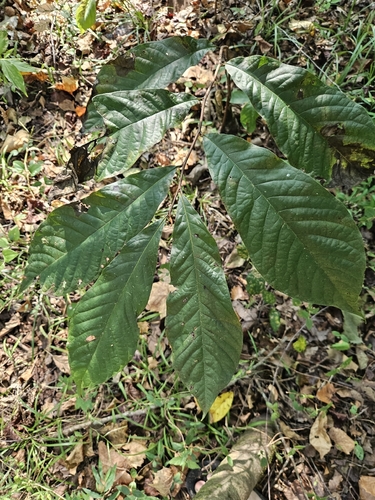 common pawpaw