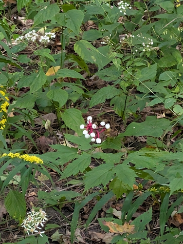 white baneberry