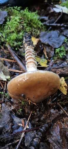 girdled webcap