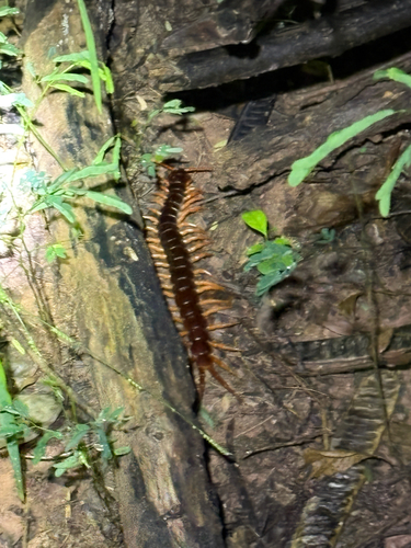 Vietnamese Centipede