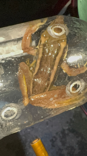 Green Paddy Frog