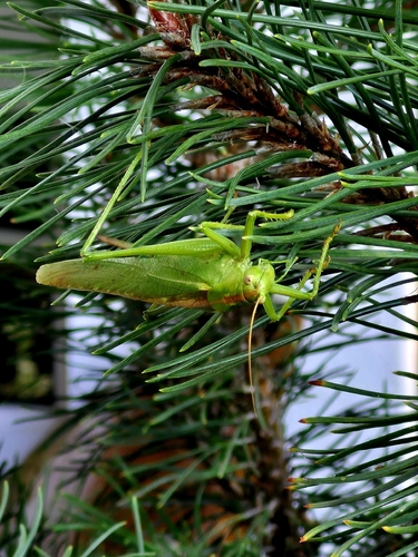Great Green Bush-cricket