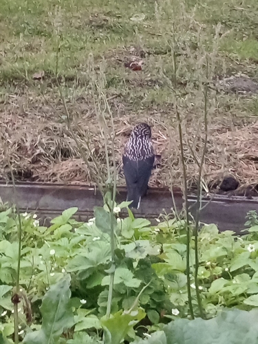 Northern Nutcracker