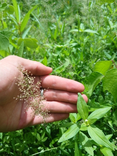 Feather Lovegrass