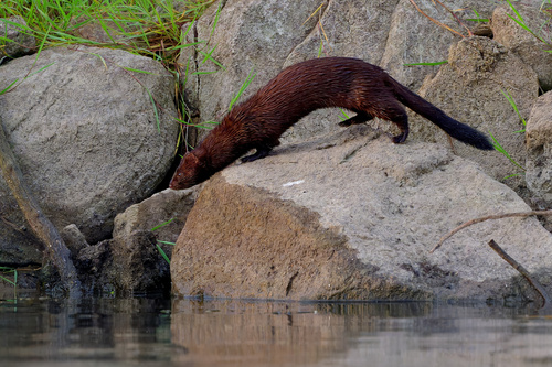 American Mink