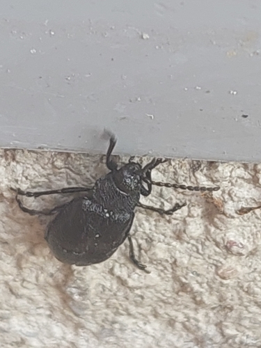 black-punctured leaf beetle