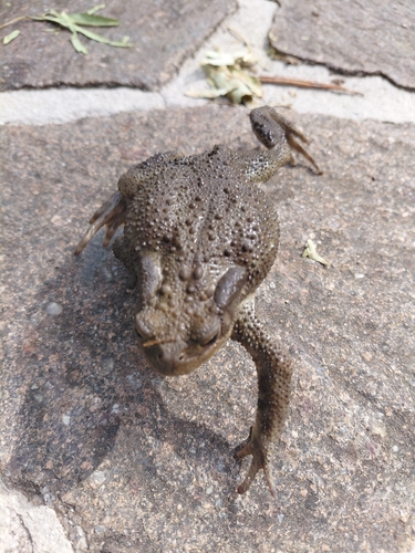 European Toad