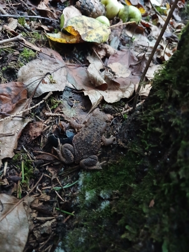 European Toad