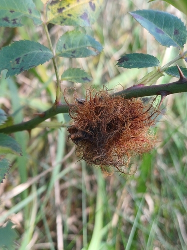 Mossy Rose Gall Wasp