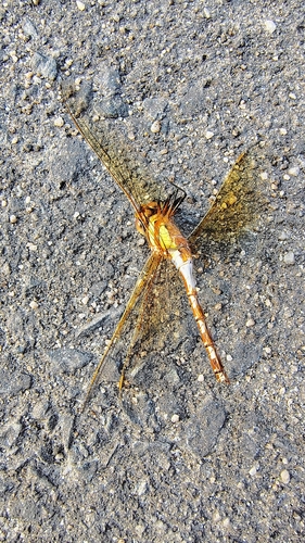 Rusty Darner