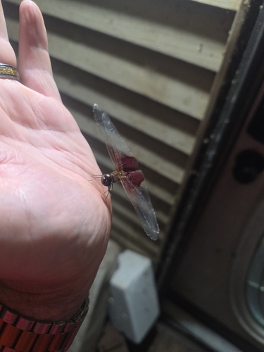 Carolina Saddlebags