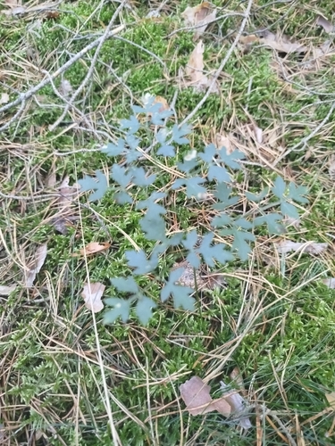 Mountain Parsley