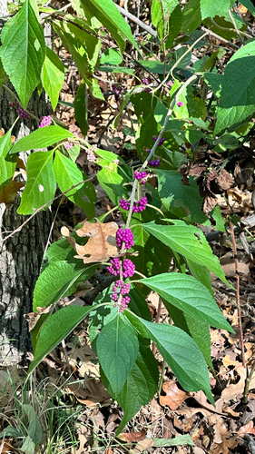 American beautyberry