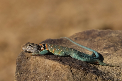 Eastern Collared Lizard