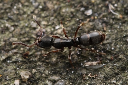 Fisheropone pilosior