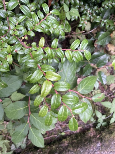 Evergreen Huckleberry