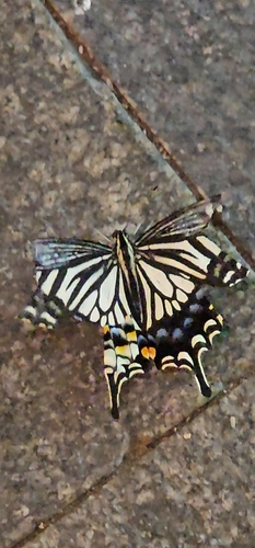 Chinese Yellow Swallowtail
