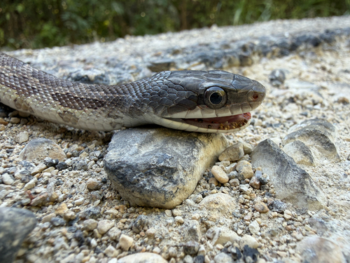 Western Ratsnake