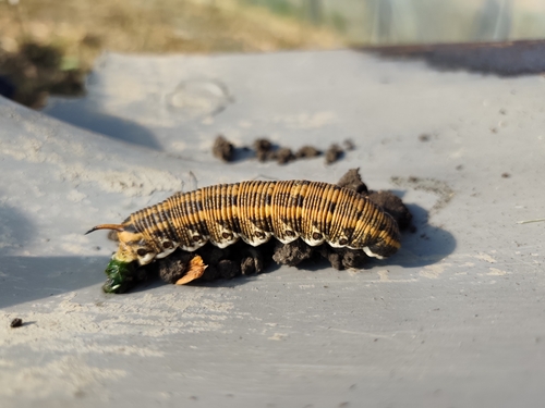 Convolvulus Hawkmoth