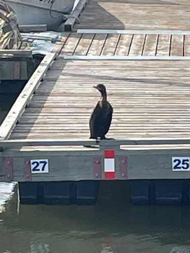 Double-crested Cormorant