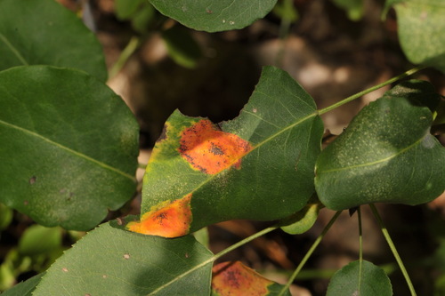 Pear Rust