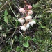 Pyrola morrisonensis - Photo (c) 張芬, todos los derechos reservados, subido por 張芬