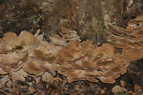 Giant Polypore