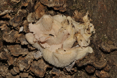 Tiered tooth fungus