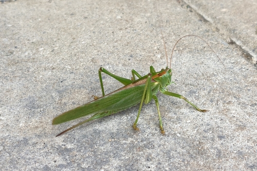 Great Green Bush-cricket