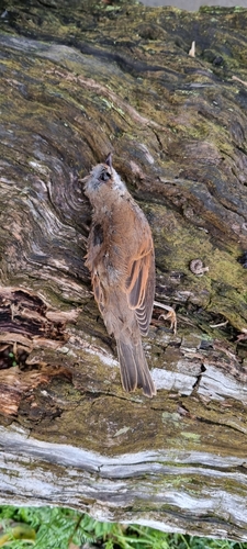 Greater Whitethroat