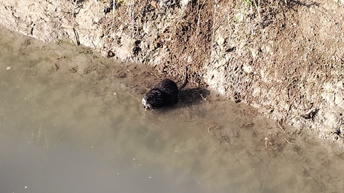 Coypu