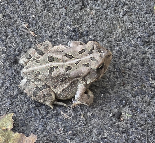 Fowler's Toad