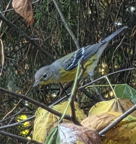 Magnolia Warbler