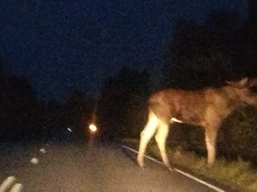 Moose