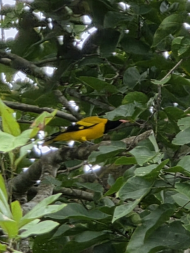Black-hooded Oriole